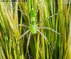 yapboz Yeşil lynx örümcek